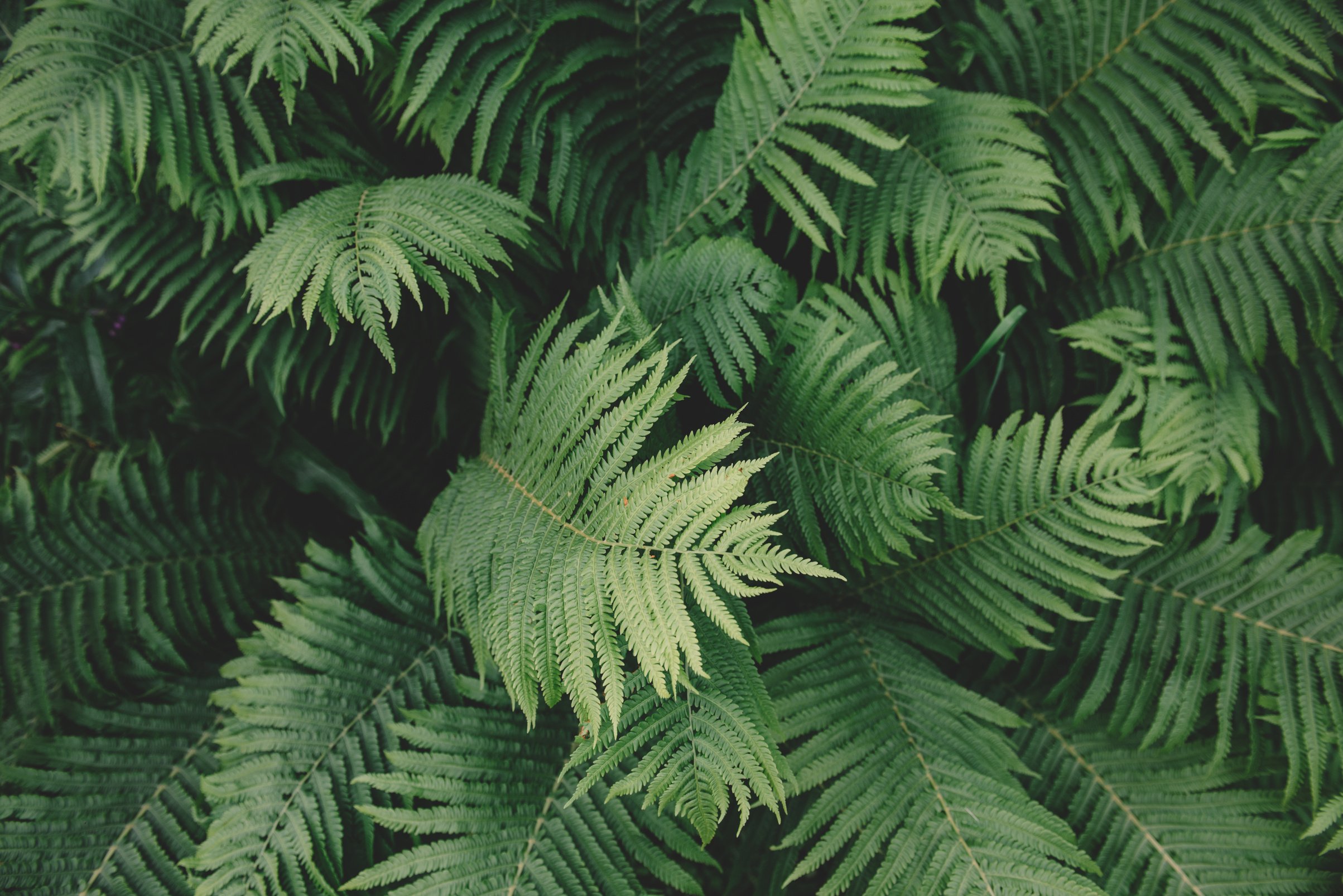 Full frame shot of green ferns